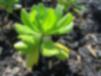 Green plant living in lava rocks