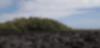 A thicket of trees surrounded by black lava rocks