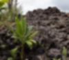 Edge between plants and a lava rock flow