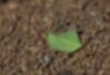 A green leaf sitting atop course dirt