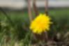 A yellow orange dandelion grows in a patch of green grass