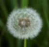 A mature dandelion is fluffy and ready to release its seeds into the wind