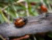 A ladybug climbs on the side of a bark fragment